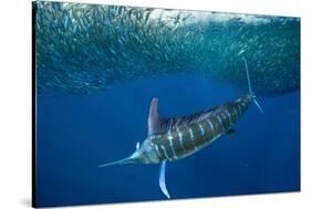 Striped marlin feeding on Sardine bait ball, Mexico-Franco Banfi-Stretched Canvas