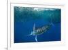 Striped marlin feeding on Sardine bait ball, Mexico-Franco Banfi-Framed Photographic Print