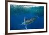 Striped marlin feeding on Sardine bait ball, Mexico-Franco Banfi-Framed Photographic Print