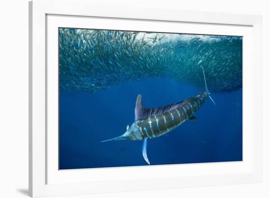 Striped marlin feeding on Sardine bait ball, Mexico-Franco Banfi-Framed Photographic Print