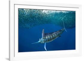 Striped marlin feeding on Sardine bait ball, Mexico-Franco Banfi-Framed Photographic Print