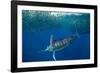 Striped marlin feeding on Sardine bait ball, Mexico-Franco Banfi-Framed Photographic Print