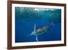 Striped marlin feeding on Sardine bait ball, Mexico-Franco Banfi-Framed Photographic Print