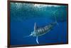 Striped marlin feeding on Sardine bait ball, Mexico-Franco Banfi-Framed Photographic Print