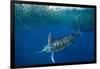 Striped marlin feeding on Sardine bait ball, Mexico-Franco Banfi-Framed Photographic Print