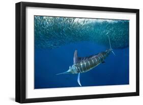 Striped marlin feeding on Sardine bait ball, Mexico-Franco Banfi-Framed Photographic Print