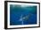 Striped marlin feeding on Sardine bait ball, Mexico-Franco Banfi-Framed Photographic Print