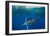 Striped marlin feeding on Sardine bait ball, Mexico-Franco Banfi-Framed Photographic Print