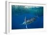 Striped marlin feeding on Sardine bait ball, Mexico-Franco Banfi-Framed Photographic Print