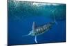 Striped marlin feeding on Sardine bait ball, Mexico-Franco Banfi-Mounted Photographic Print