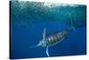 Striped marlin feeding on Sardine bait ball, Mexico-Franco Banfi-Stretched Canvas