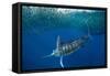 Striped marlin feeding on Sardine bait ball, Mexico-Franco Banfi-Framed Stretched Canvas