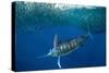 Striped marlin feeding on Sardine bait ball, Mexico-Franco Banfi-Stretched Canvas