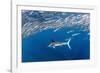 Striped marlin feeding on Sardine bait ball, Mexico-Franco Banfi-Framed Photographic Print