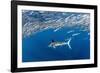 Striped marlin feeding on Sardine bait ball, Mexico-Franco Banfi-Framed Photographic Print