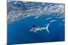 Striped marlin feeding on Sardine bait ball, Mexico-Franco Banfi-Mounted Photographic Print