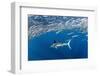 Striped marlin feeding on Sardine bait ball, Mexico-Franco Banfi-Framed Photographic Print