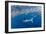 Striped marlin feeding on Sardine bait ball, Mexico-Franco Banfi-Framed Photographic Print