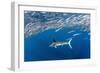 Striped marlin feeding on Sardine bait ball, Mexico-Franco Banfi-Framed Photographic Print