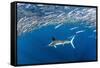 Striped marlin feeding on Sardine bait ball, Mexico-Franco Banfi-Framed Stretched Canvas