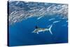 Striped marlin feeding on Sardine bait ball, Mexico-Franco Banfi-Stretched Canvas