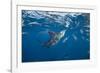 Striped marlin feeding on sardines, Pacific Ocean, Mexico-Franco Banfi-Framed Photographic Print