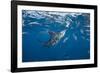 Striped marlin feeding on sardines, Pacific Ocean, Mexico-Franco Banfi-Framed Photographic Print