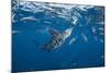 Striped marlin feeding on sardines, Pacific Ocean, Mexico-Franco Banfi-Mounted Photographic Print