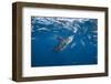 Striped marlin feeding on sardines, Pacific Ocean, Mexico-Franco Banfi-Framed Photographic Print