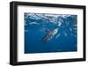 Striped marlin feeding on sardines, Pacific Ocean, Mexico-Franco Banfi-Framed Photographic Print