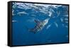 Striped marlin feeding on sardines, Pacific Ocean, Mexico-Franco Banfi-Framed Stretched Canvas