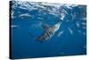 Striped marlin feeding on sardines, Pacific Ocean, Mexico-Franco Banfi-Stretched Canvas