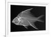 Striped Mojarra-Sandra J. Raredon-Framed Premium Giclee Print