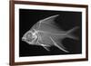 Striped Mojarra-Sandra J. Raredon-Framed Premium Giclee Print