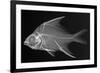 Striped Mojarra-Sandra J. Raredon-Framed Premium Giclee Print