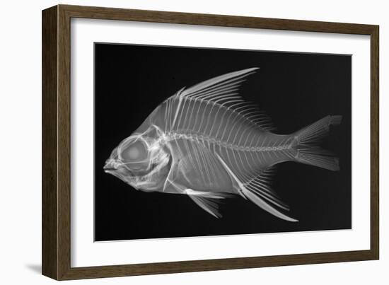 Striped Mojarra-Sandra J. Raredon-Framed Art Print