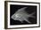 Striped Mojarra-Sandra J. Raredon-Framed Art Print