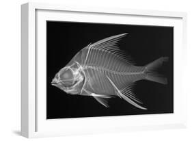 Striped Mojarra-Sandra J. Raredon-Framed Art Print