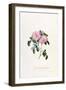 Striped Monthly Rose, A Botanical Illustration-Georg Dionysius Ehret-Framed Giclee Print