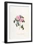 Striped Monthly Rose, A Botanical Illustration-Georg Dionysius Ehret-Framed Giclee Print