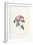 Striped Monthly Rose, A Botanical Illustration-Georg Dionysius Ehret-Framed Giclee Print