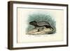 Striped Mouse, 1863-79-Raimundo Petraroja-Framed Giclee Print