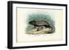 Striped Mouse, 1863-79-Raimundo Petraroja-Framed Giclee Print