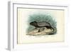 Striped Mouse, 1863-79-Raimundo Petraroja-Framed Giclee Print