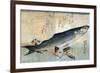 Striped Mullet, Japanese Wood-Cut Print-Lantern Press-Framed Art Print