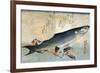 Striped Mullet, Japanese Wood-Cut Print-Lantern Press-Framed Art Print