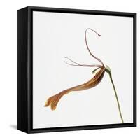 Striped orchid-Micha Pawlitzki-Framed Stretched Canvas