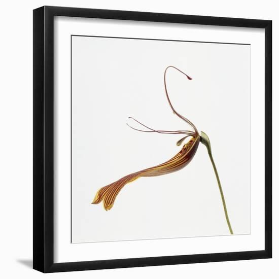 Striped orchid-Micha Pawlitzki-Framed Premium Photographic Print