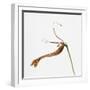 Striped orchid-Micha Pawlitzki-Framed Premium Photographic Print