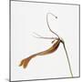 Striped orchid-Micha Pawlitzki-Mounted Premium Photographic Print